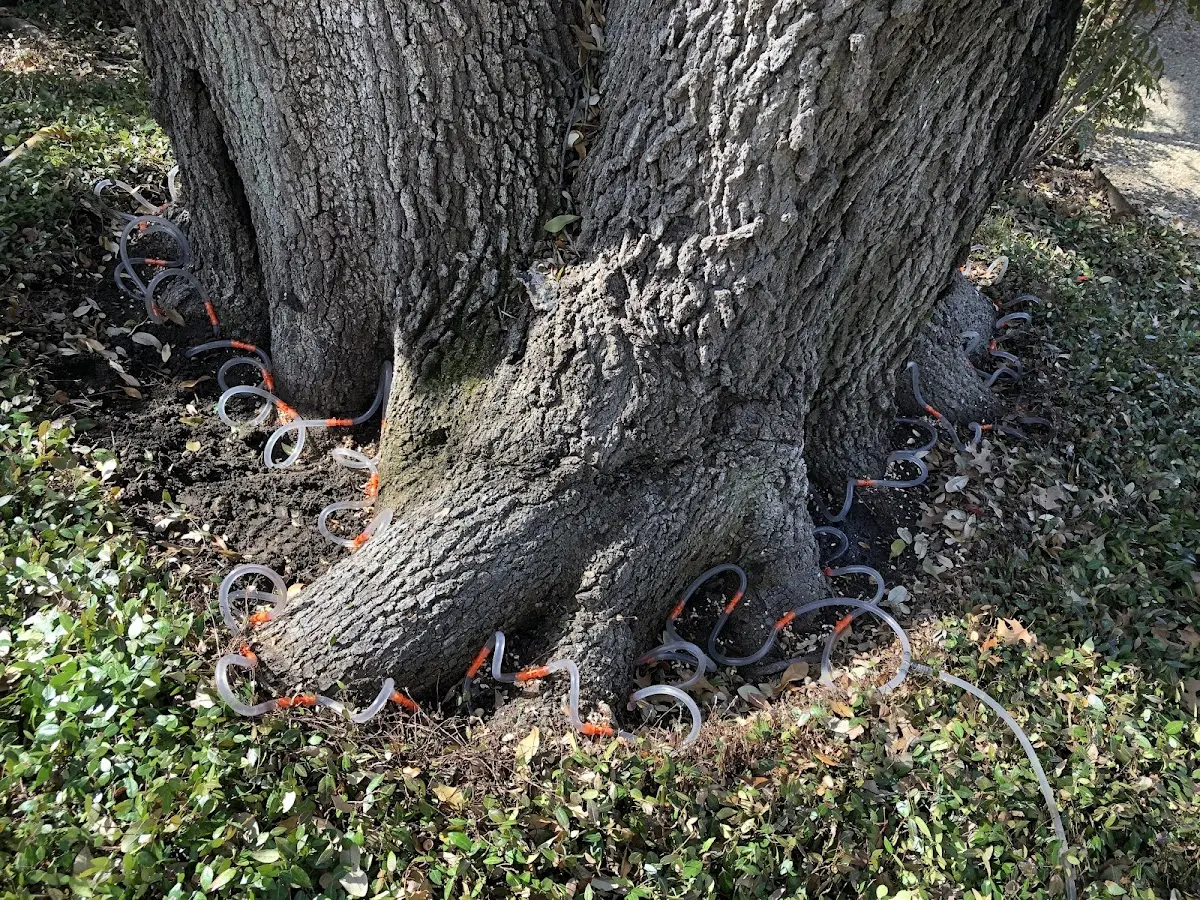Detailed Tree Cabling and Bracing job site in Gruetli Laager
