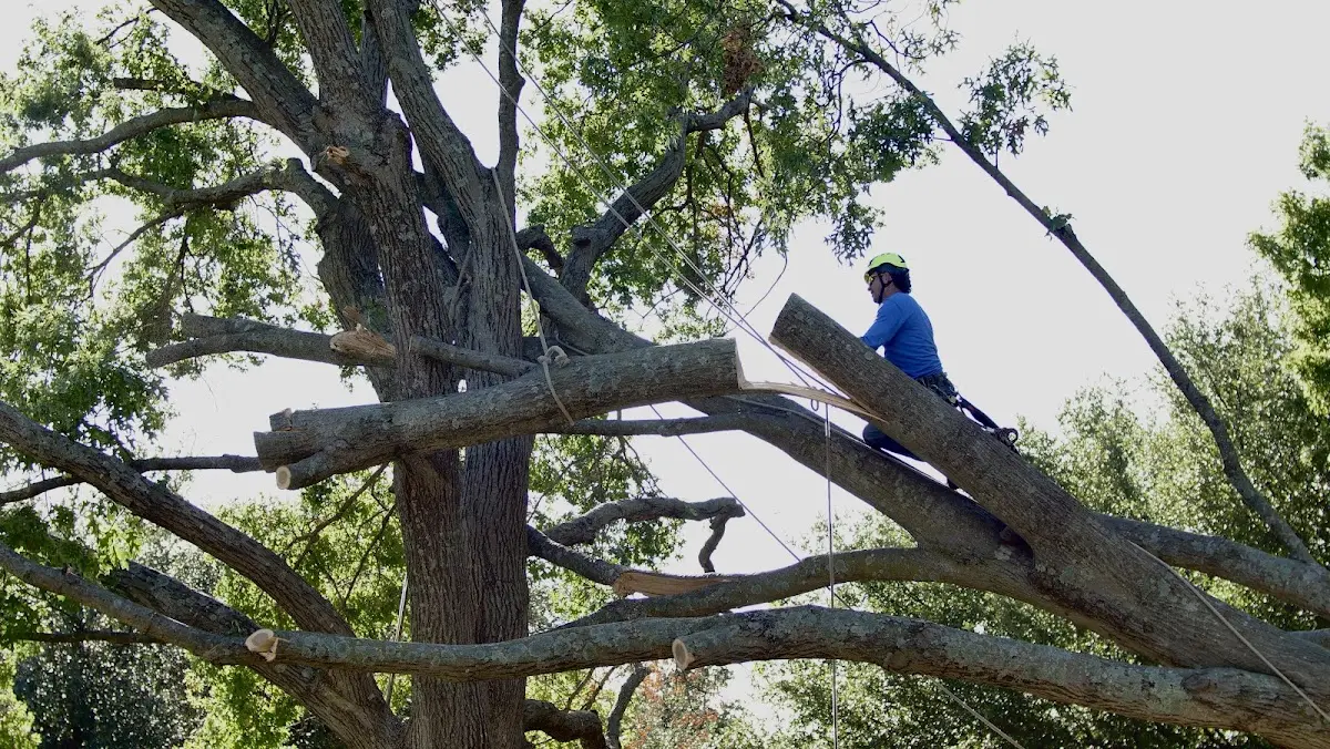 Professional Crown Thinning performed by certified arborists in Gruetli Laager